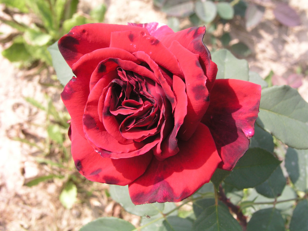 růže Mildred Scheel