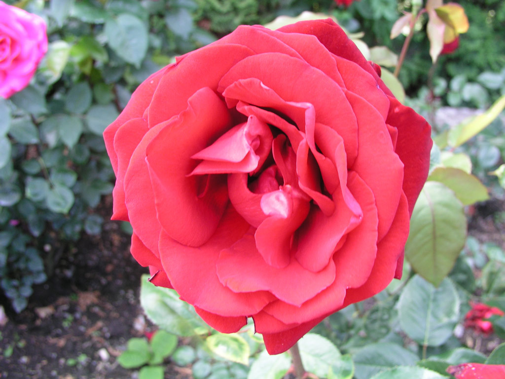 růže Mildred Scheel