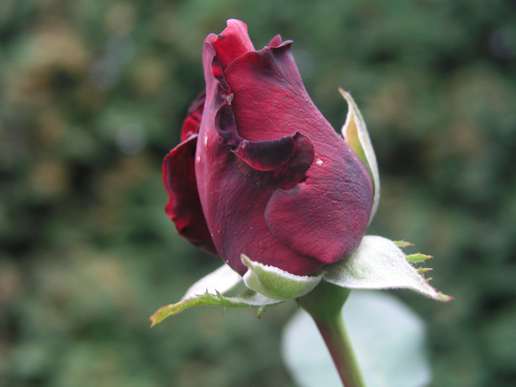 růže Mildred Scheel