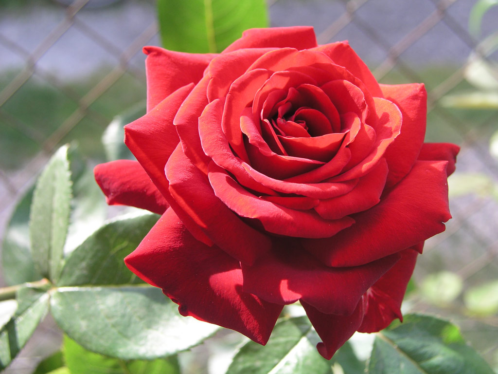 růže Mildred Scheel