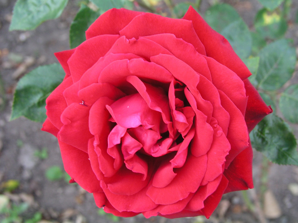 růže Mildred Scheel