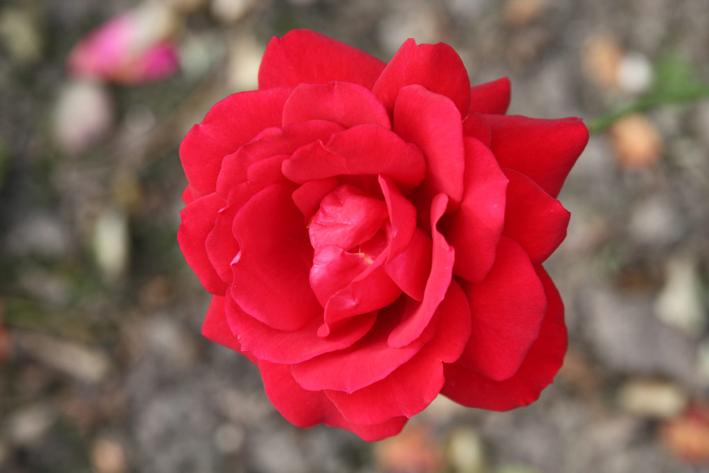 růže Mildred Scheel