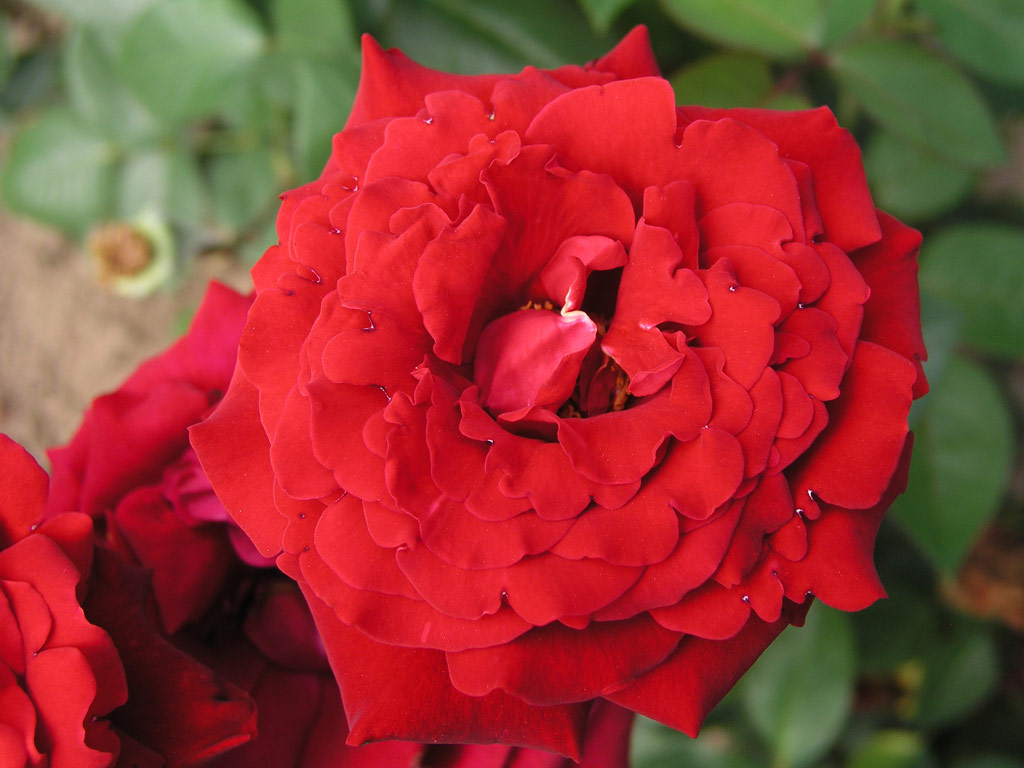 růže Mildred Scheel