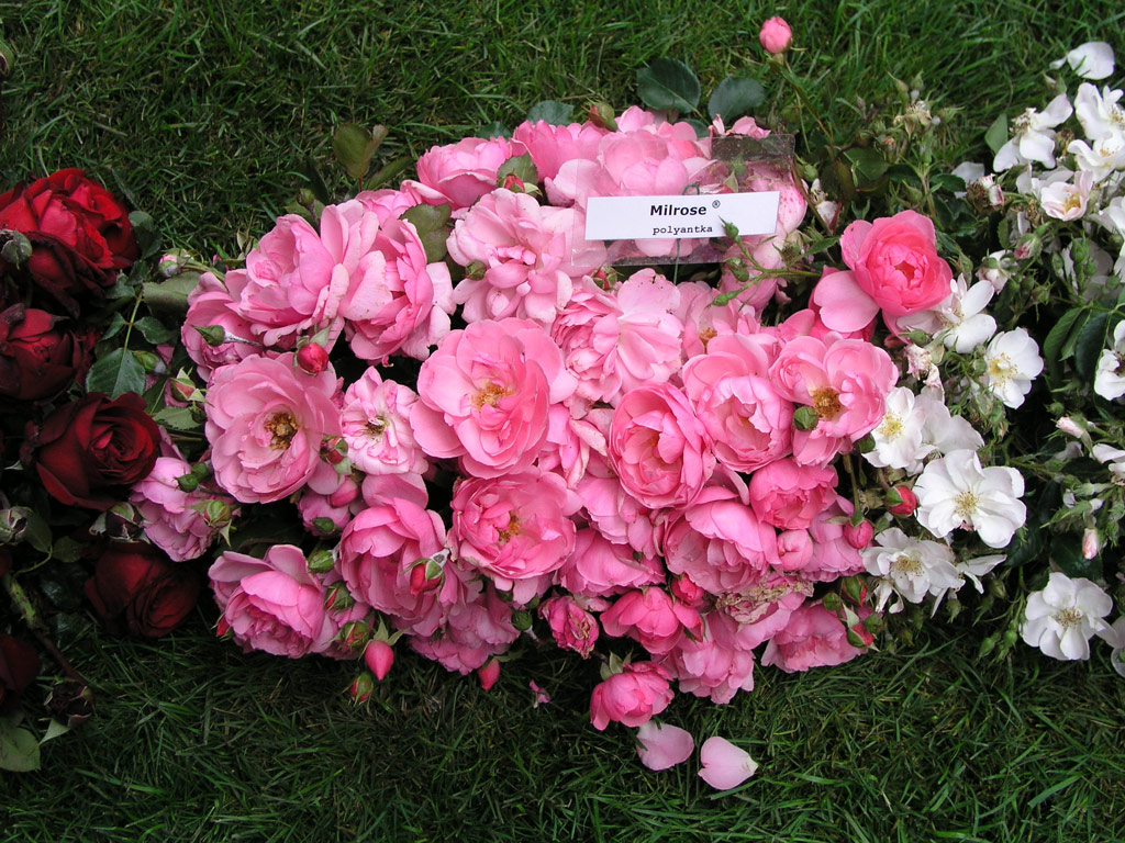 růže Milrose