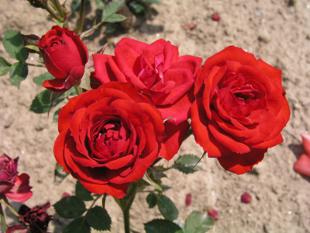 růže Mini pan?lsk*