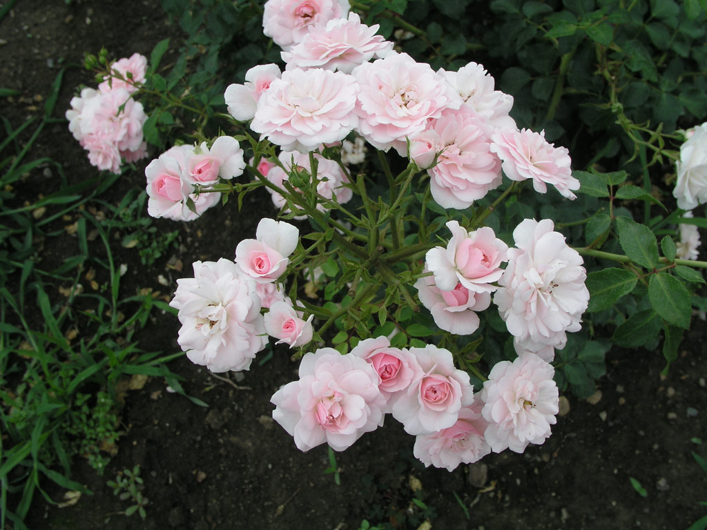 růže Miniatury (I)