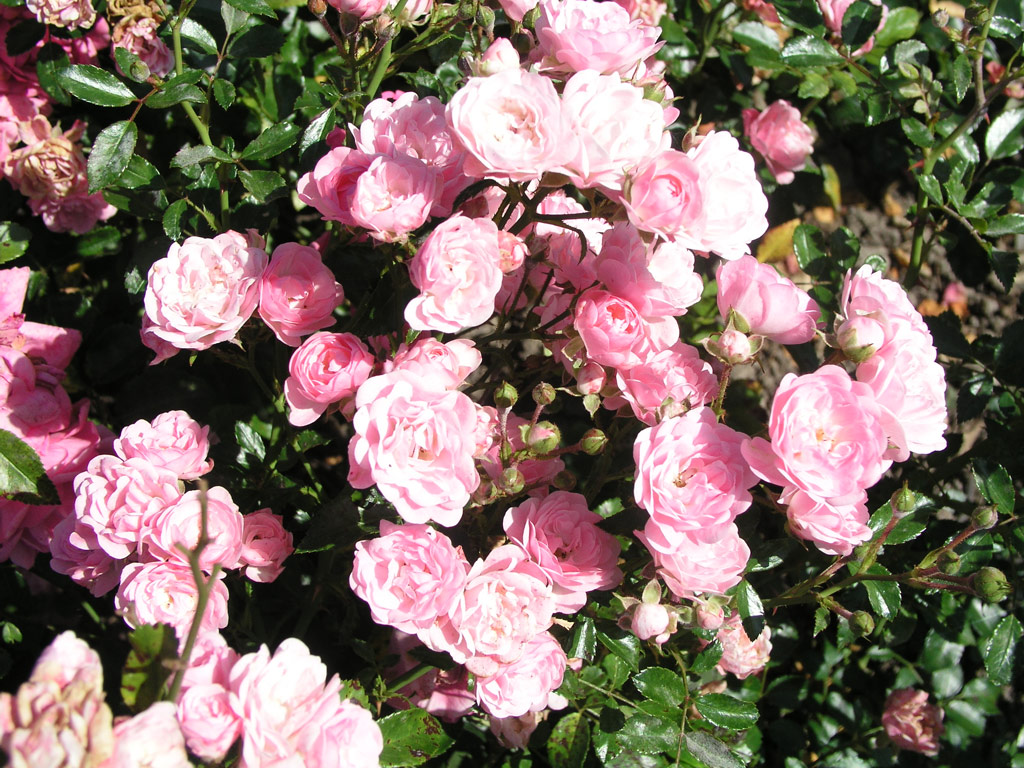 růže Miniatury (I)