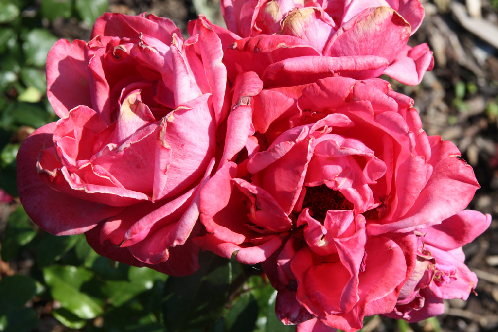 růže Minister Afritsch