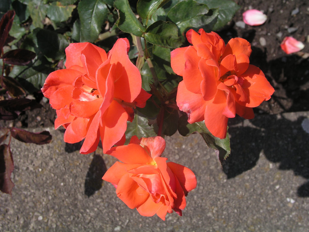 růže Mireille Mathieu