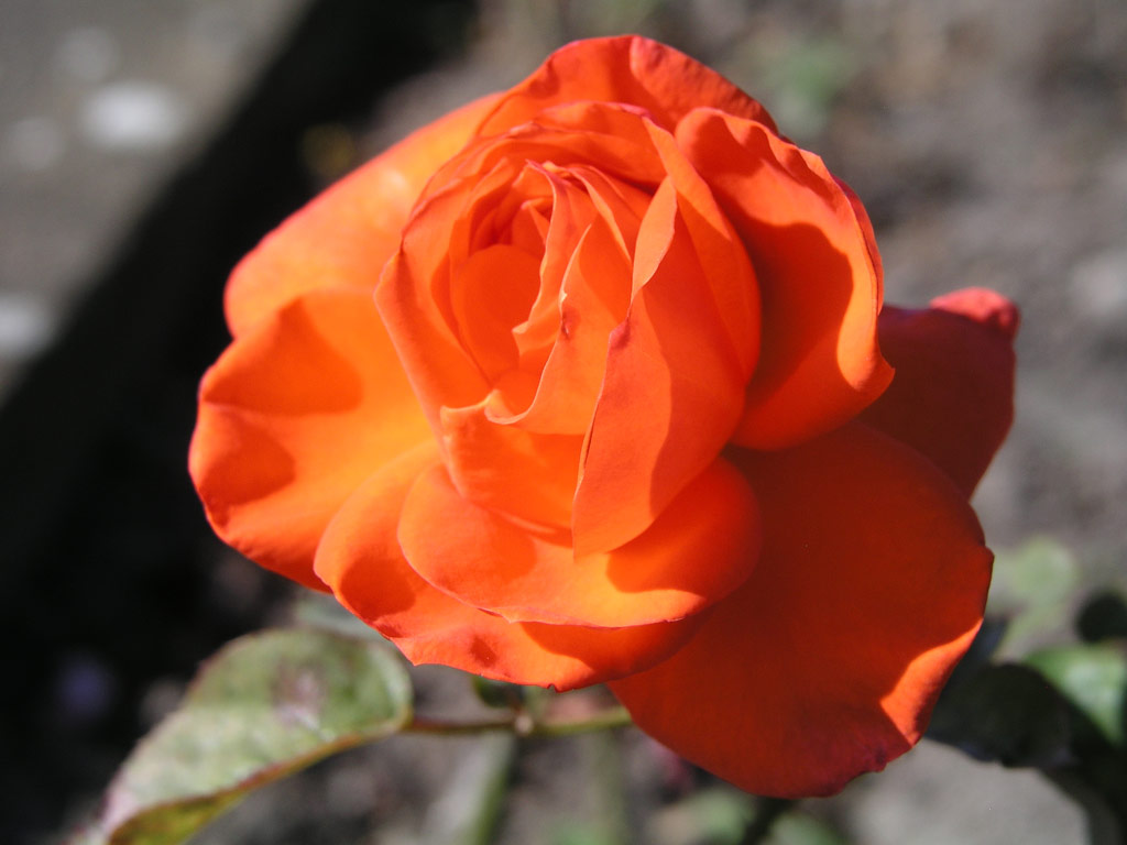 růže Mireille Mathieu