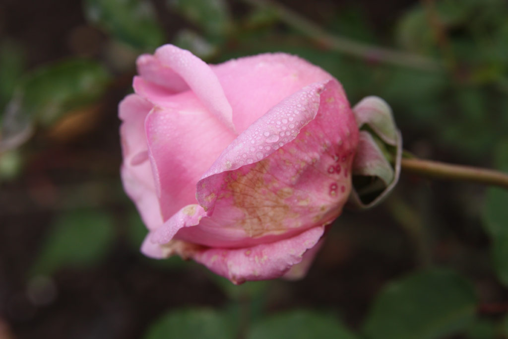 růže Miss Agnes C. Sherman