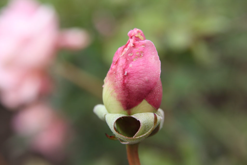 růže Miss Agnes C. Sherman