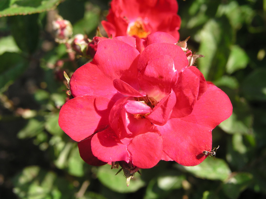 růže Miss Edith Cavell