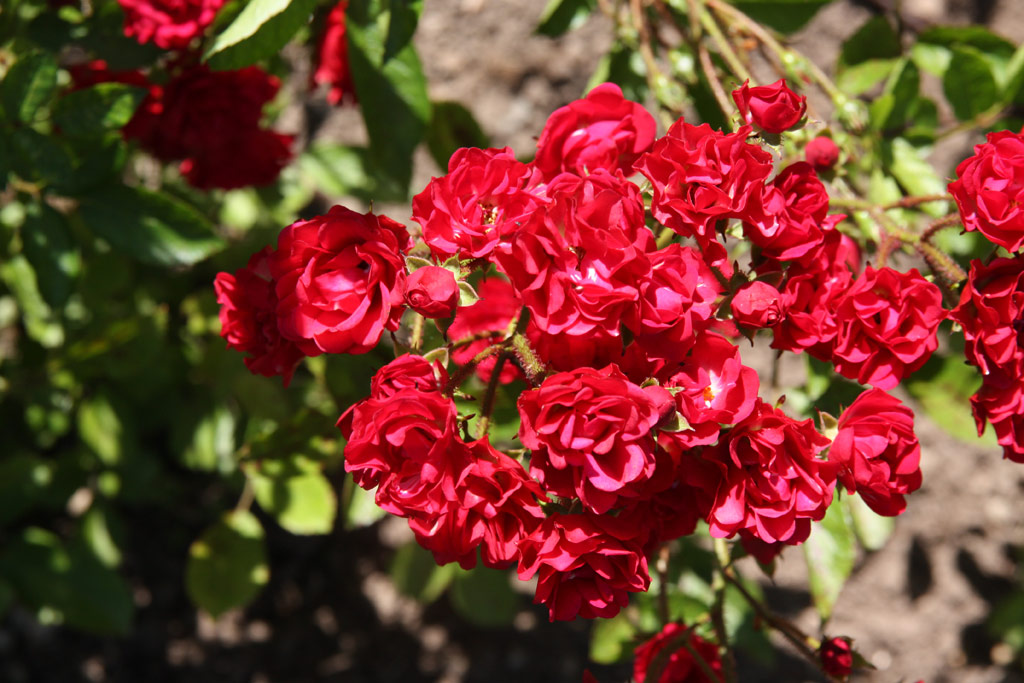 růže Miss Edith Cavell