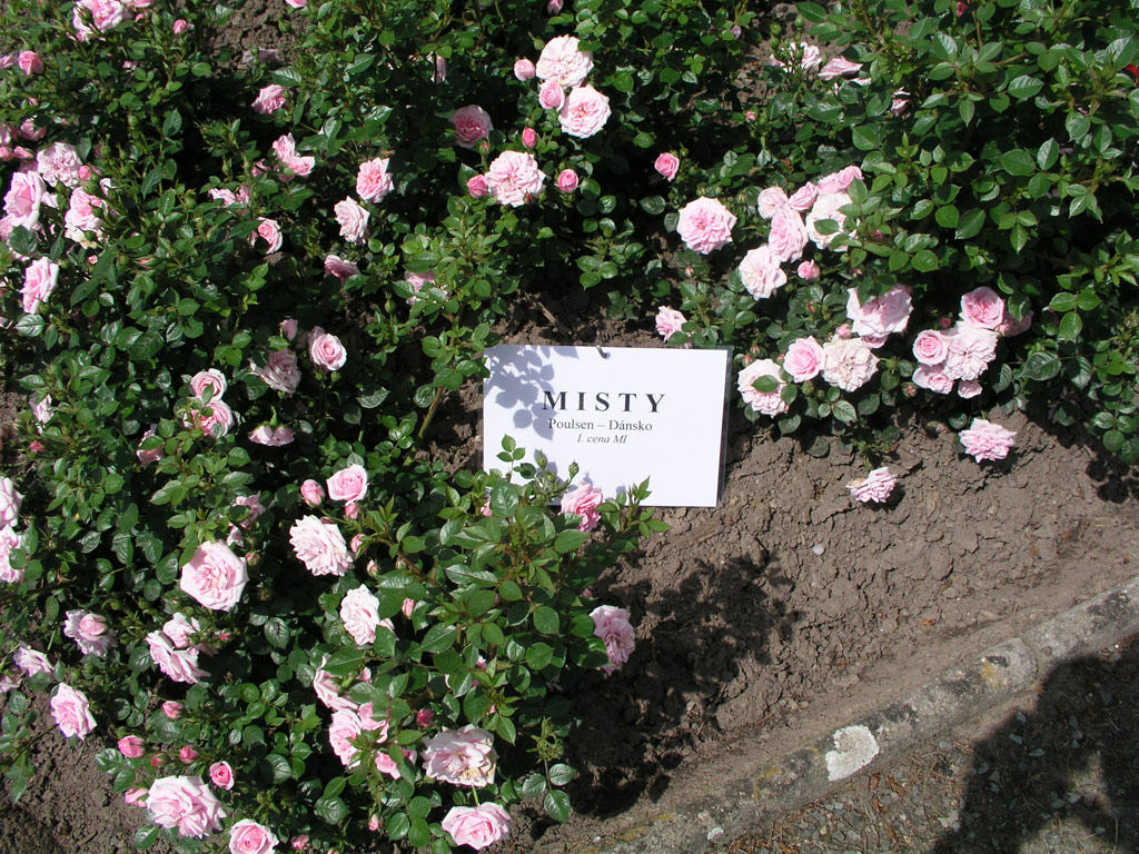 růže Misty