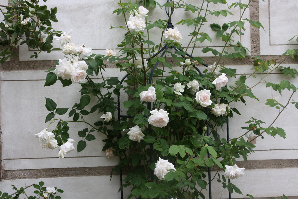 růže Mme. Alfred Carriere