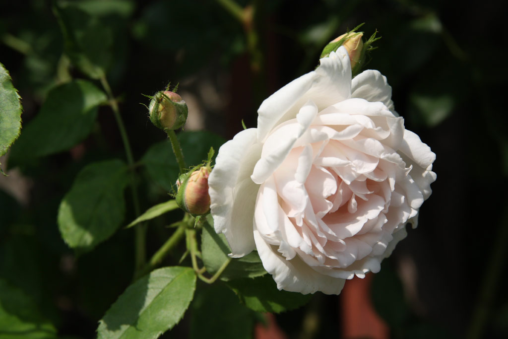 růže Mme. Alfred Carriere