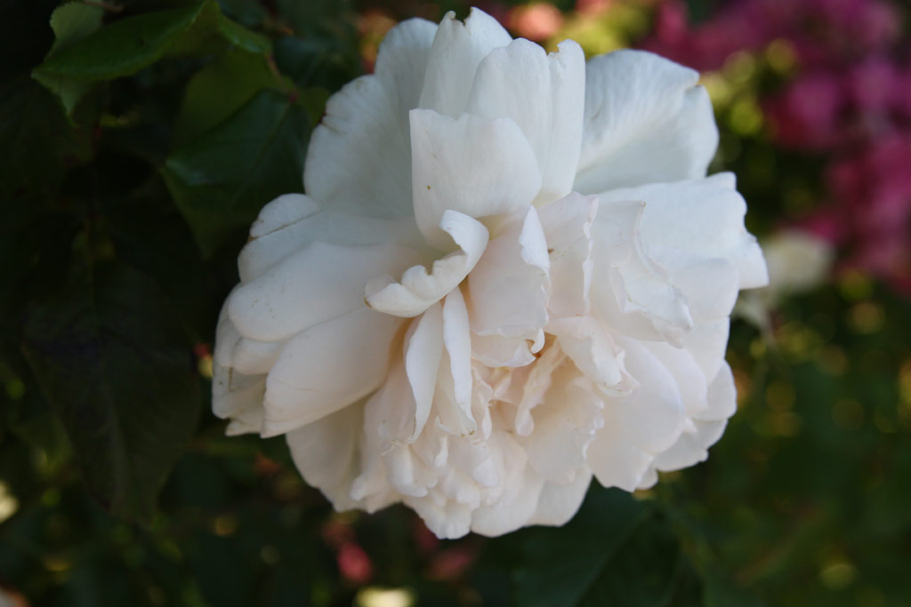 růže Mme. Alfred Carriere