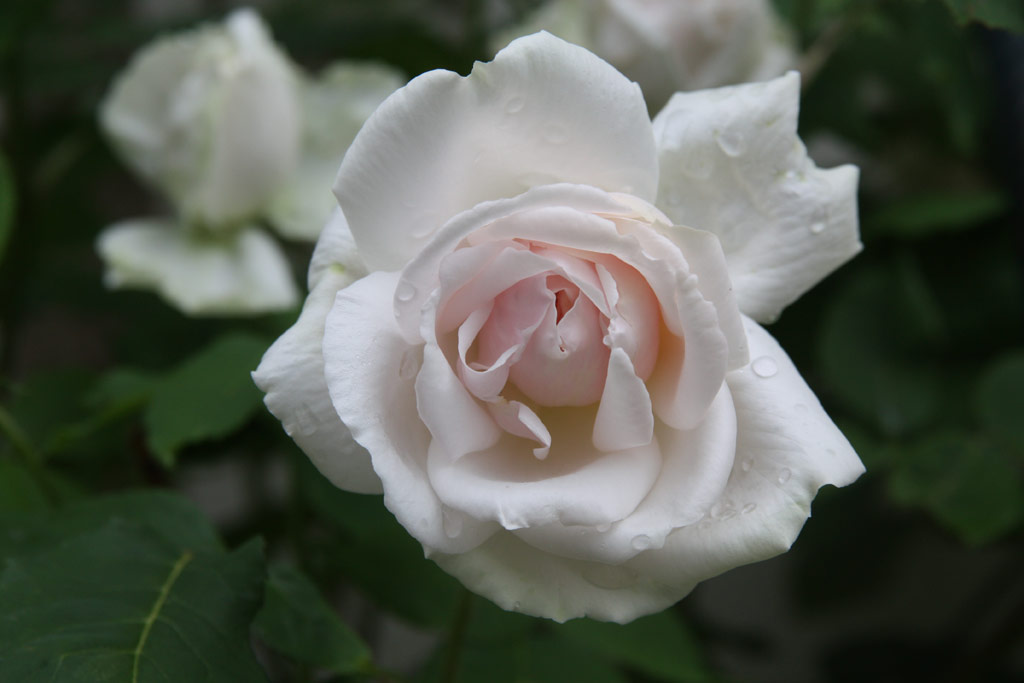 růže Mme. Alfred Carriere