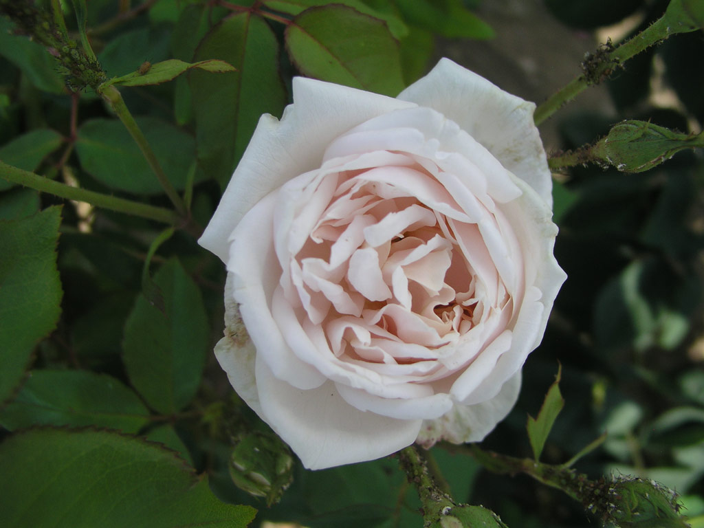 růže Mme. Alfred Carriere