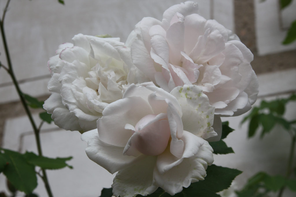 růže Mme. Alfred Carriere