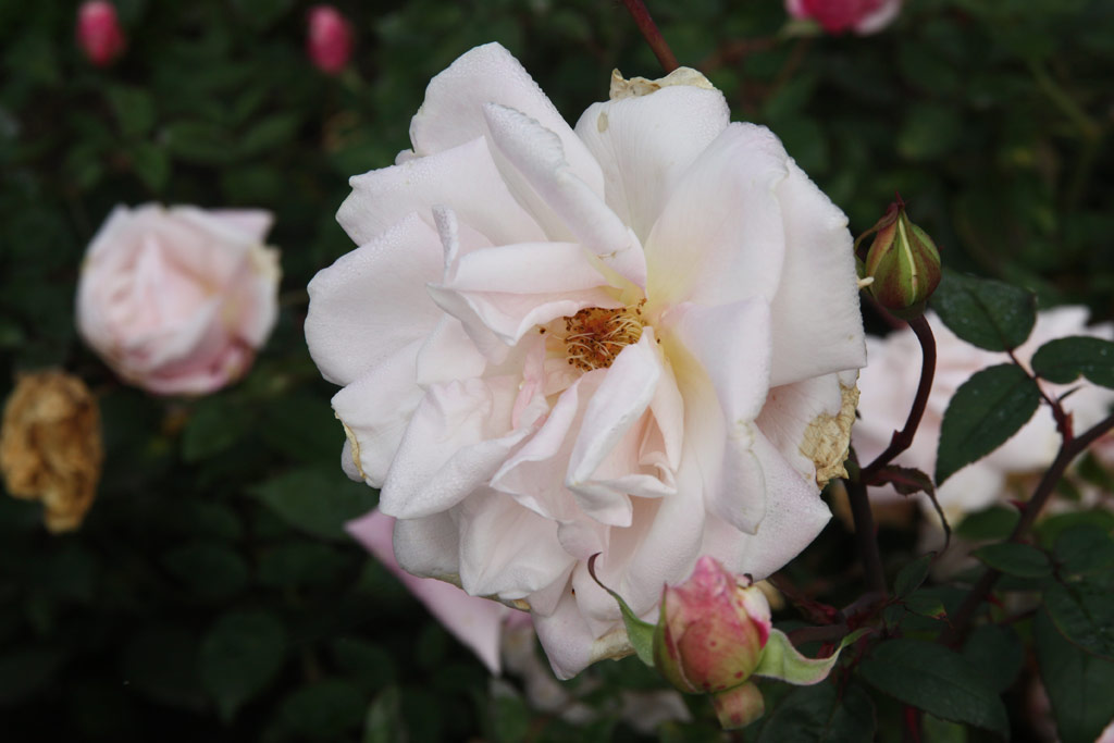 růže Mme. Antonie Mari