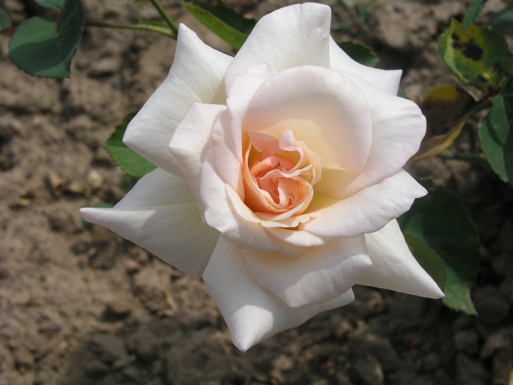 růže Mme. Butterflies