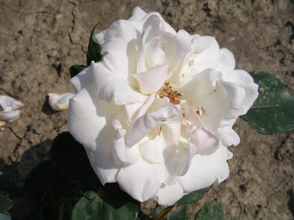 růže Mme. Butterflies