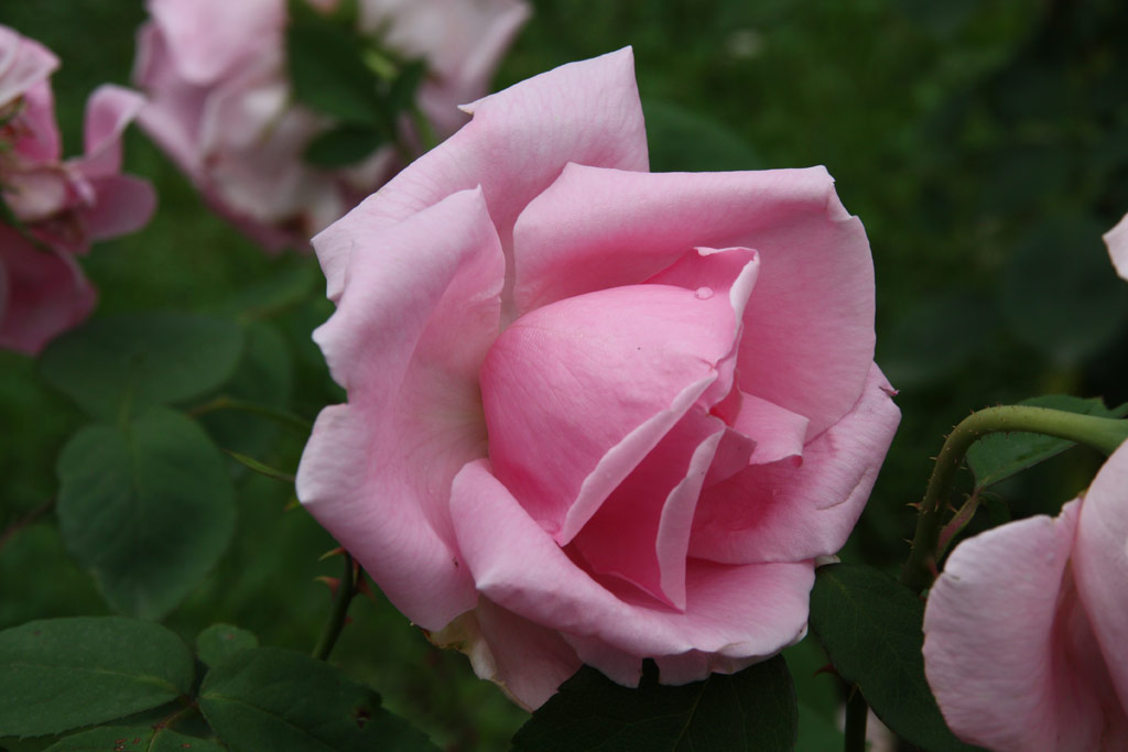 růže Mme. Caroline Testout