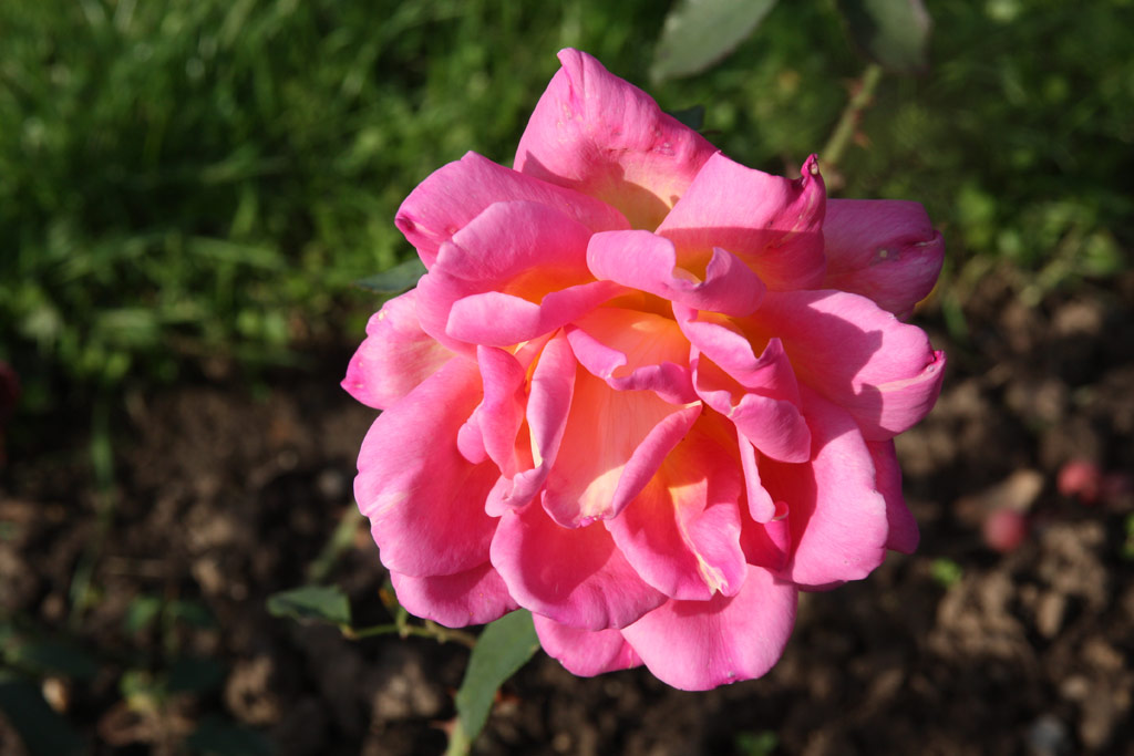 růže Mme. Ceccaldi