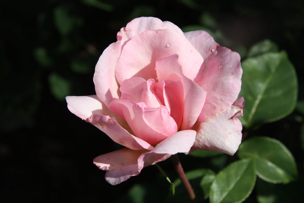 růže Mme. Emilie Charron