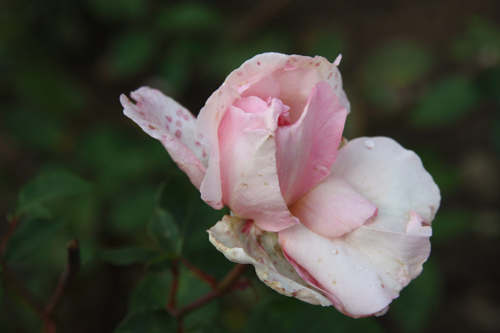 růže Mme. Emilie Charron