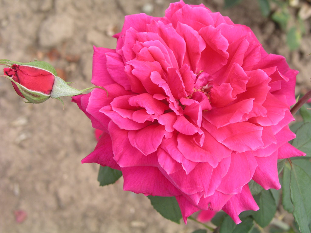 růže Mme. G. Forest Colcombet