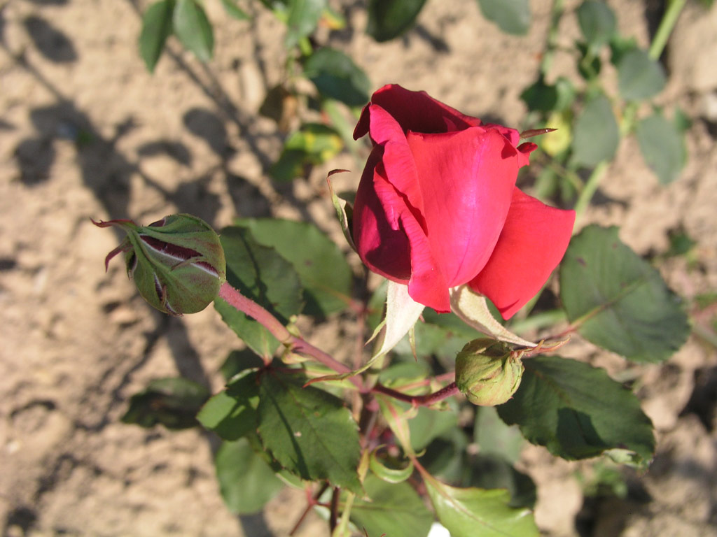 růže Mme. G. Forest Colcombet