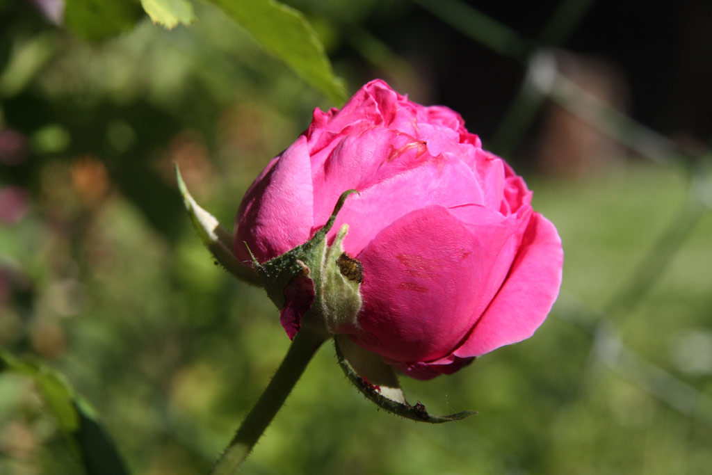 růže Mme. Isaac Pereire