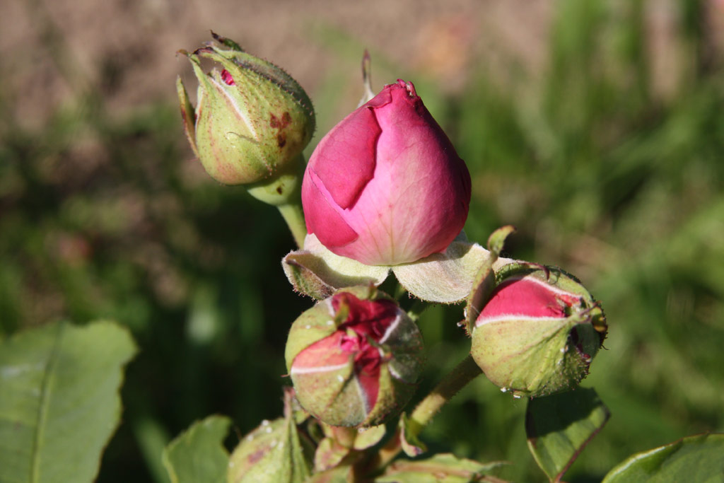růže Mme. Isaac Pereire