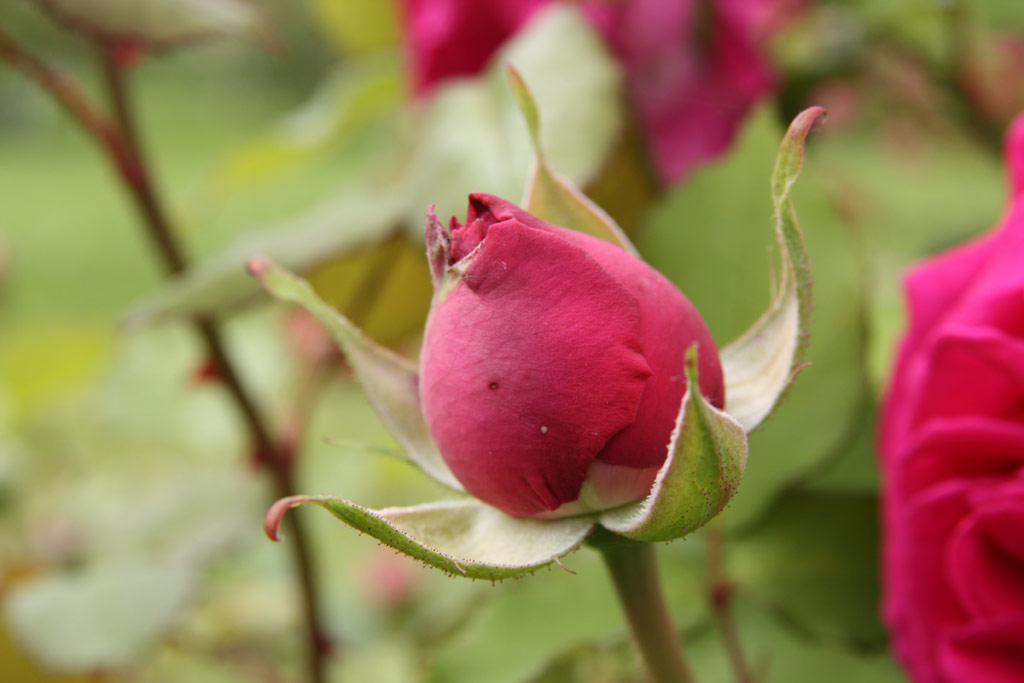 růže Mme. Isaac Pereire