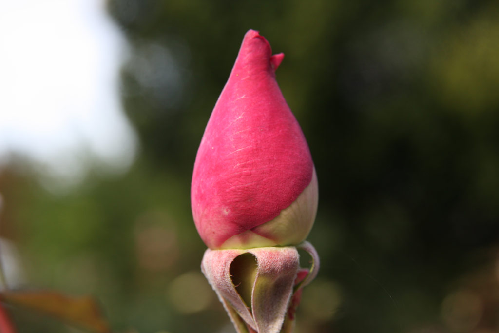 růže Mme. Laurent Simons