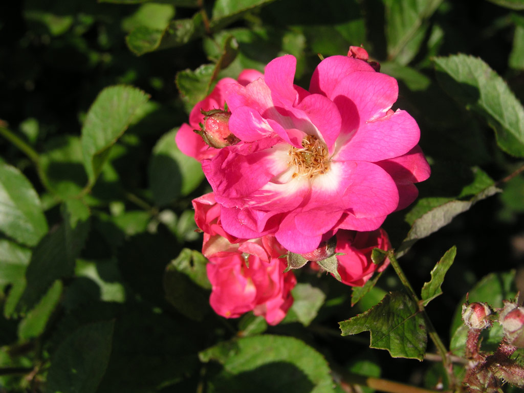 růže Mme. Norbert Levavasseur