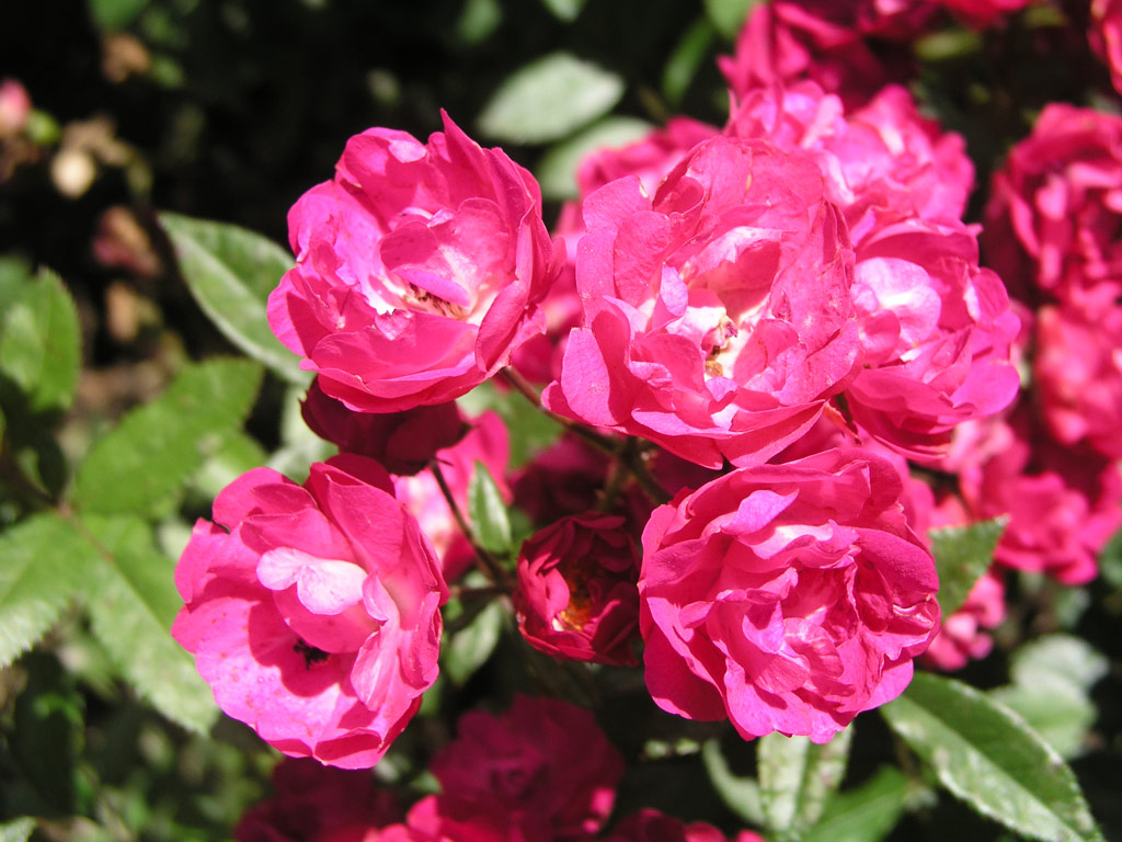 růže Mme. Norbert Levavasseur