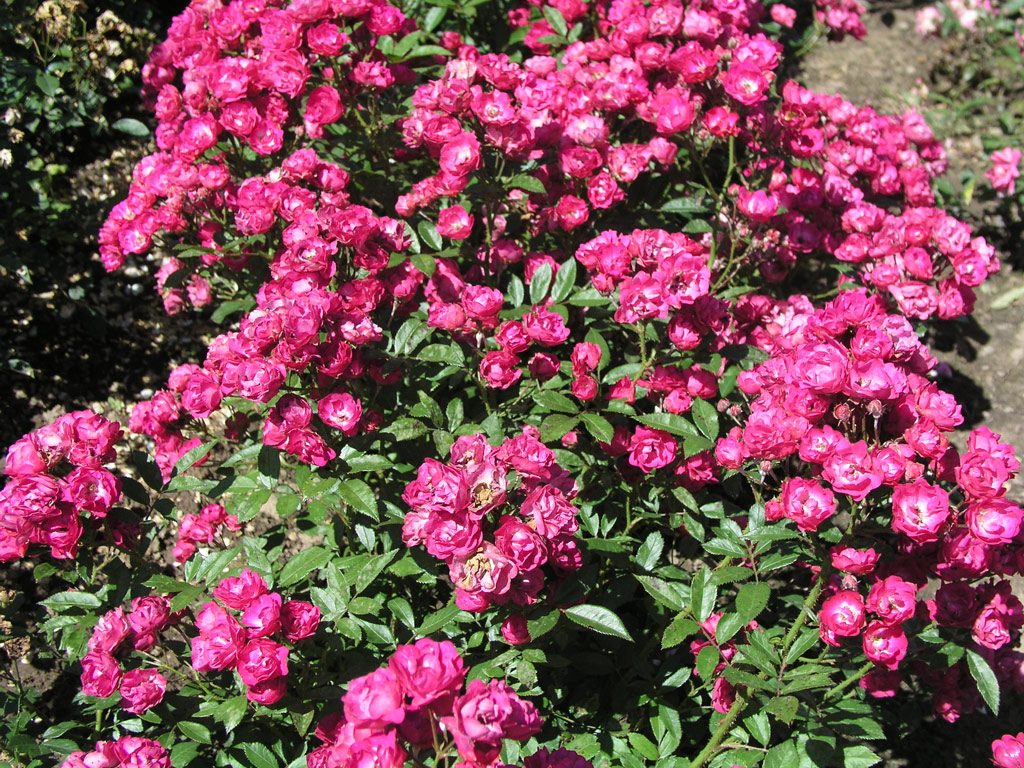 růže Mme. Norbert Levavasseur