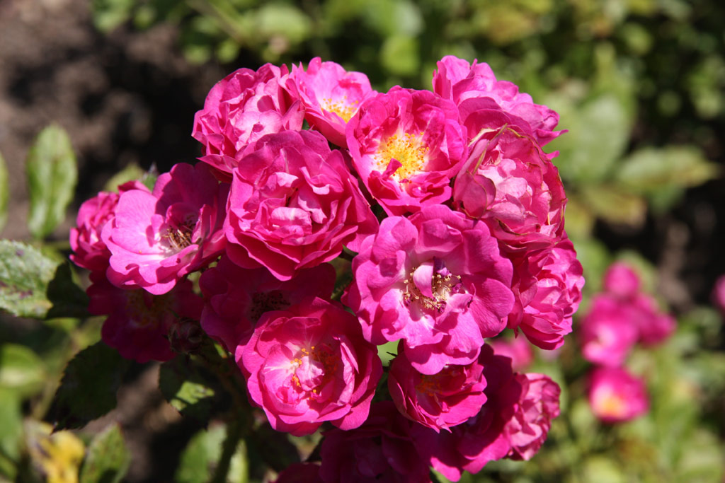 růže Mme. Norbert Levavasseur