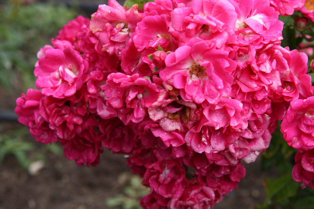 růže Mme. Norbert Levavasseur