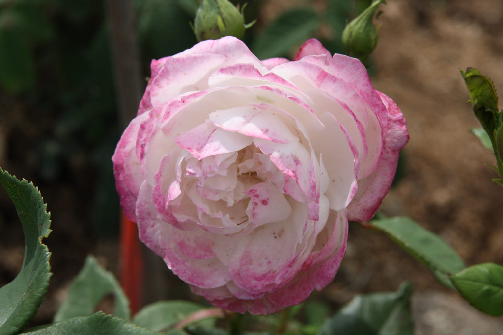 růže Mme. Pierre Oger