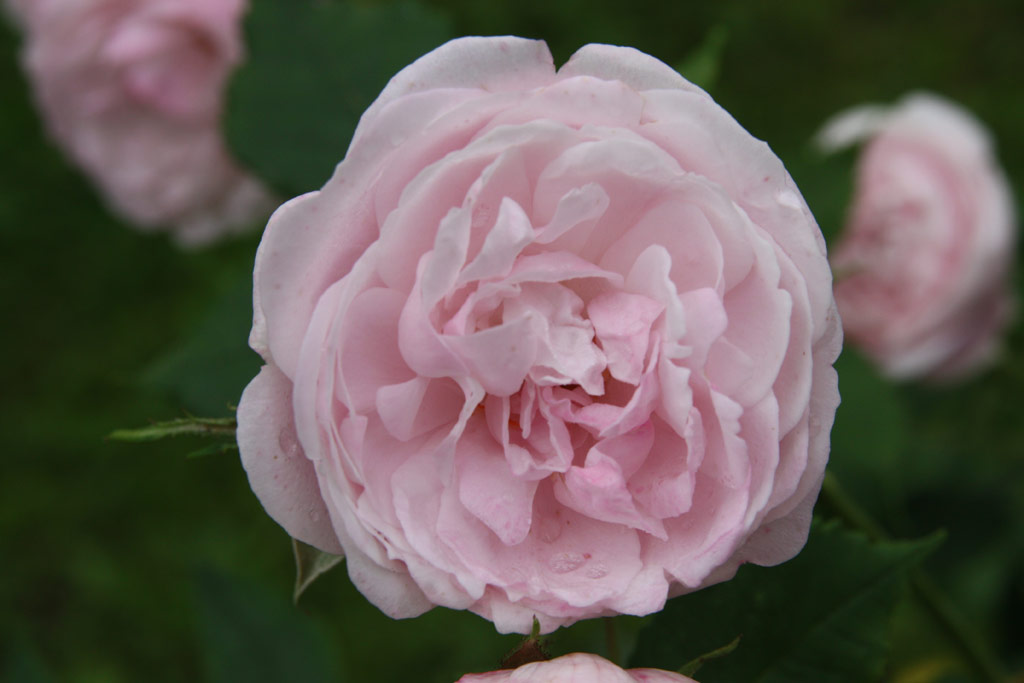 růže Mme. Pierre Oger