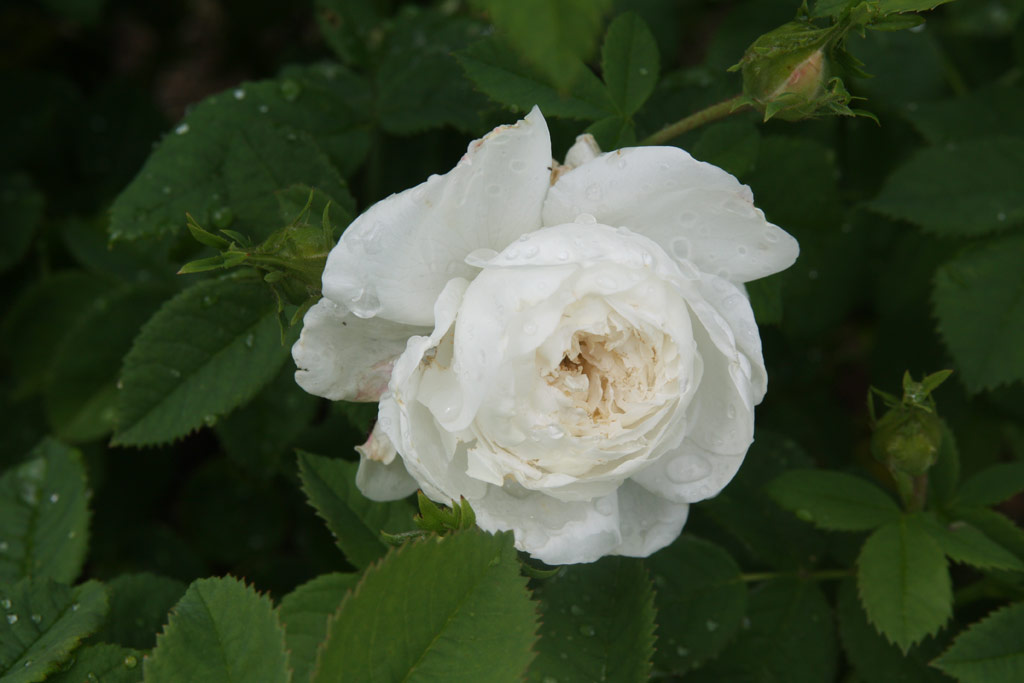 růže Mme. Plantier