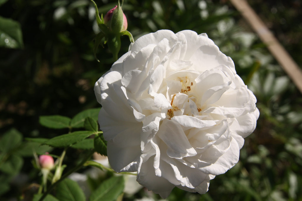 růže Mme. Plantier