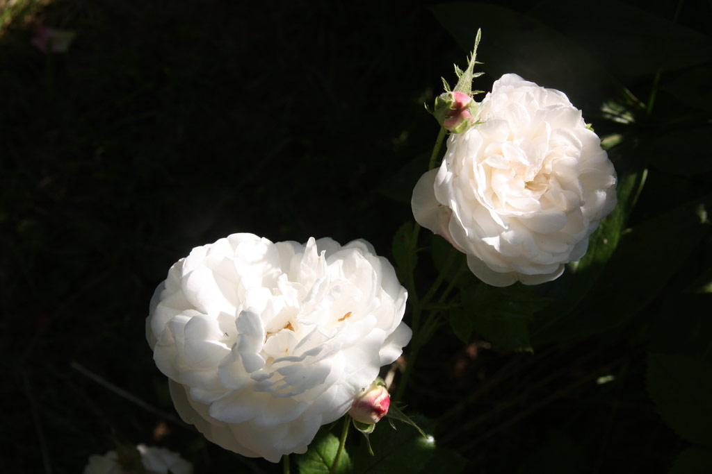 růže Mme. Plantier