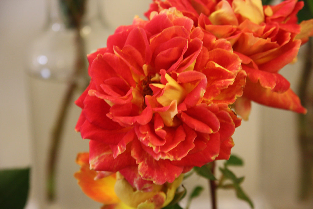 růže Mme. Rene Coty