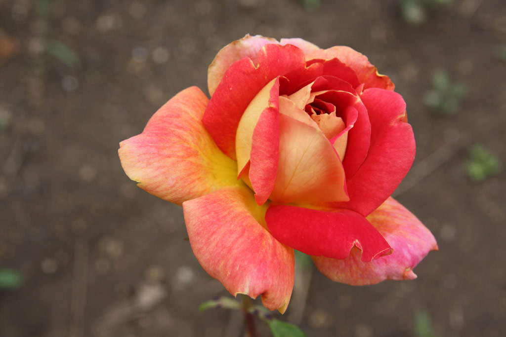 růže Mme. Rene Coty